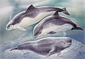 Cetaceans,illustration