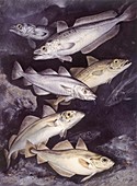 Gadidae fish,illustration
