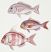 Sparidae fish,illustration