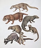 Viverridae mammals,illustration