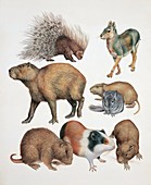 Rodents,illustration