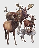 Four antelopes,illustration