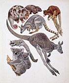 Marsupialia mammals,illustration