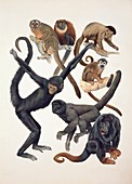Primates,illustration