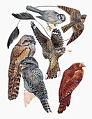 Caprimulgiformes birds,illustration
