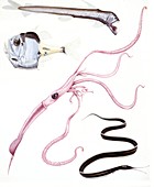Examples of deep sea fishes,illustration