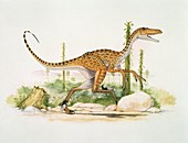 Struthiomimus dinosaur,illustration