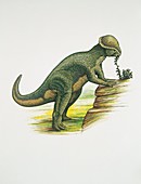 Stegosaurus dinosaur eating,illustration
