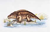 Cacops on a rock in a lake,illustration