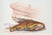 Lizard beside a rock,illustration