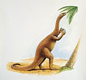 Coloradisaurus eating,illustration