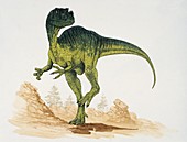 Proceratosaurus,illustration