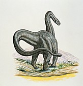 Shunosaurus,illustration
