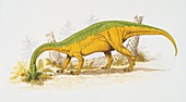 Anchisaurus eating plants,illustration