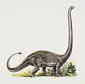 Omeisaurus,illustration