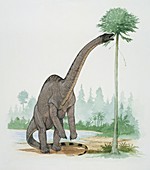Rhoetosaurus,illustration