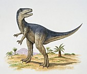 Piatnitzkysaurus,illustration