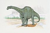 Haplocanthosaurus,illustration