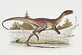 Dinosaur running,illustration