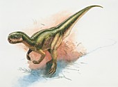 Stenopelix dinosaur,illustration