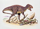 Acrocanthosaurus dinosaur,illustration