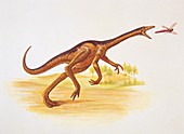 Struthiomimus dinosaur,illustration