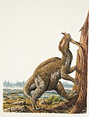 Tsintaosaurus dinosaur,illustration