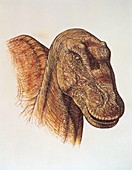 Maiasaura's head,illustration