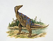 Mandschurosaurus,illustration