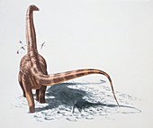 Neuquensaurus dinosaur,illustration