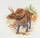 Arrhinoceratops,illustration