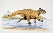 Leptoceratops,illustration