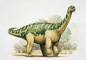 Opisthocoelicaudia dinosaur,illustration