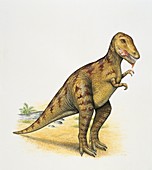 Dinosaur eating meat,illustration