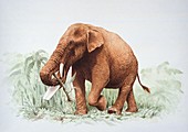 Elephant eating plant,illustration