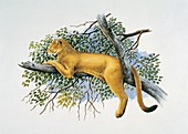 Saber tooth lion,illustration