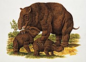 Diprotodon,illustration