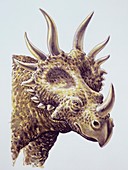 Styracosaurus,illustration