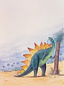 Stegosaurus,illustration