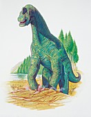 Brachiosaurus,illustration