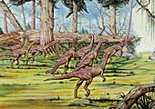 Coelophysis herd in forest,illustration