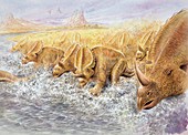 Herd of Centrosauruses,illustration