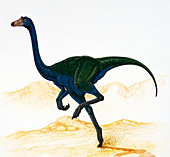 Illustration of Garudimimus