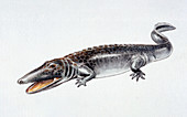 Illustration of Paracyclotosaurus