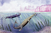 Illustration of Metrioshynchus