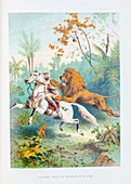 African lion attack,19th century