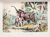 African elephant hunt,19th century
