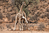 Pair of Sparring Giraffes