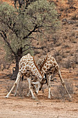 Sparring Giraffes