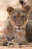 Young Male African Lion